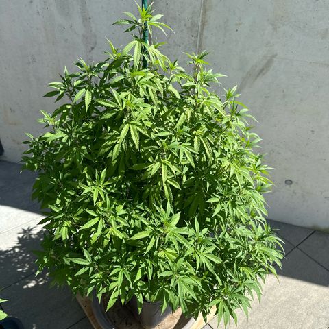Ak 47 growlog timeline photo