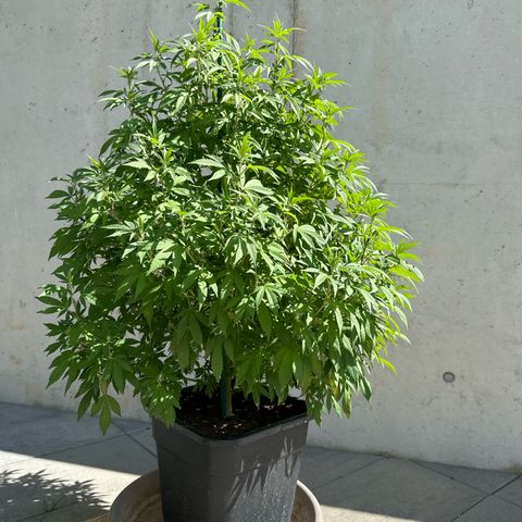 Ak 47 growlog timeline photo