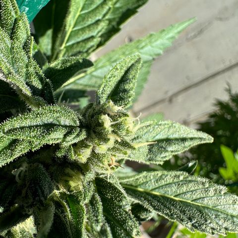 Mango Smile #lenibert growlog timeline photo