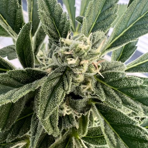 Mango Smile #lenibert growlog timeline photo