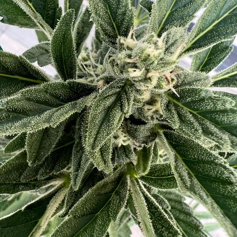 Mango Smile #lenibert growlog timeline photo