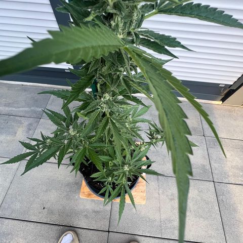 Mango Smile #lenibert growlog timeline photo
