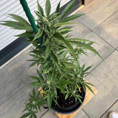 Mango Smile #lenibert growlog timeline photo