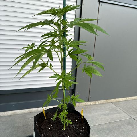 MR X  growlog timeline photo