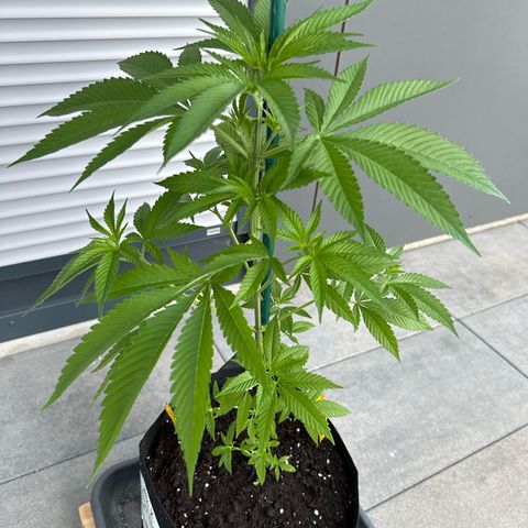 MR X  growlog timeline photo
