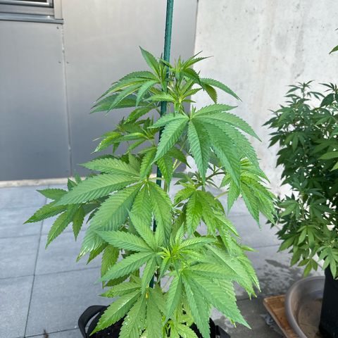 MR X  growlog timeline photo