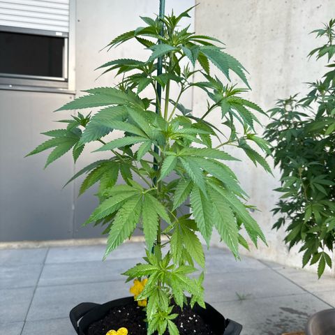 MR X  growlog timeline photo