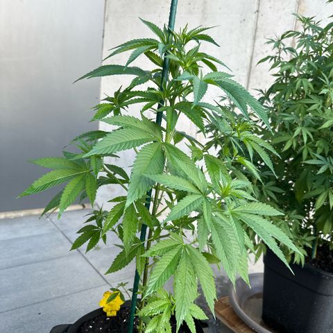 MR X  growlog timeline photo