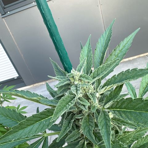 Mango Smile #lenibert growlog timeline photo