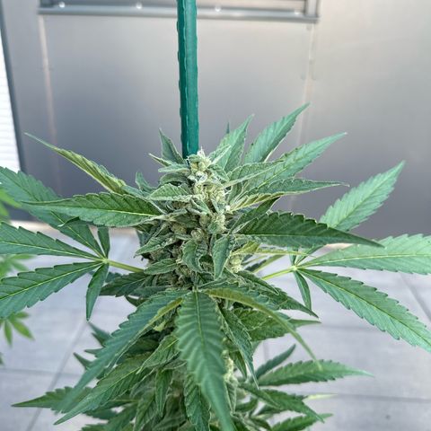 Mango Smile #lenibert growlog timeline photo