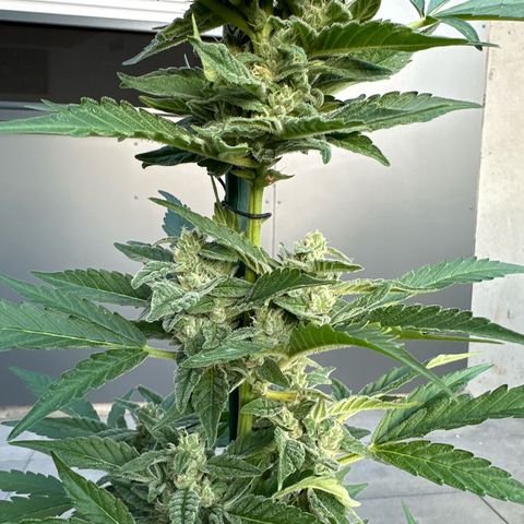 Mango Smile #lenibert growlog timeline photo