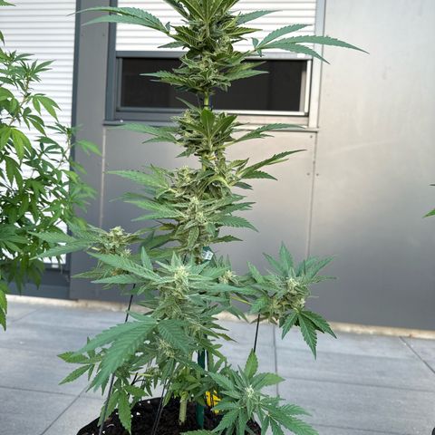 Mango Smile #lenibert growlog timeline photo