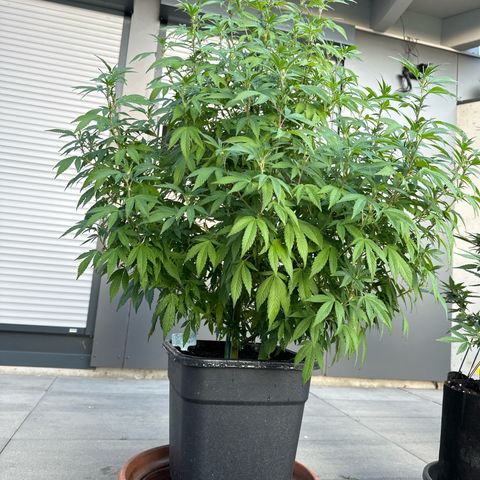 Bruce Banner growlog timeline photo