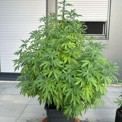 Bruce Banner growlog timeline photo