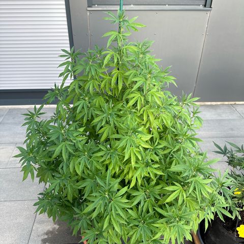 Bruce Banner growlog timeline photo
