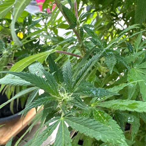 Bruce Banner growlog timeline photo