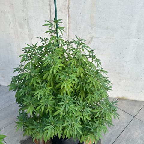 Bruce Banner growlog timeline photo