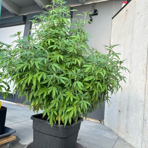 Bruce Banner growlog timeline photo