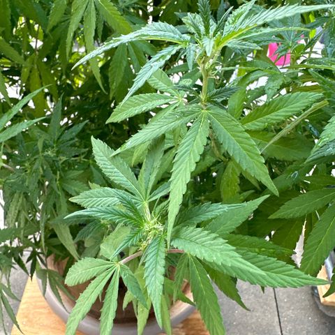 Bruce Banner growlog timeline photo