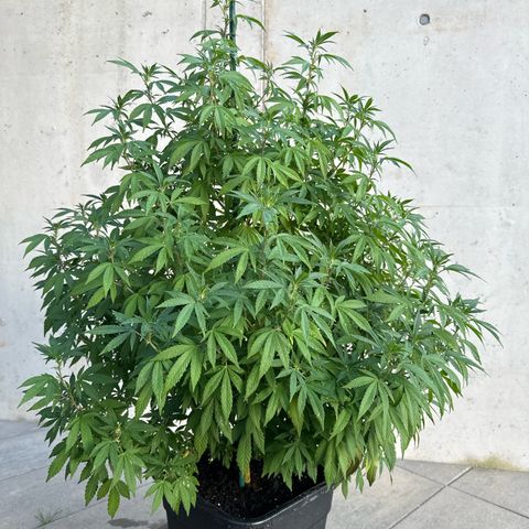 Bruce Banner growlog timeline photo