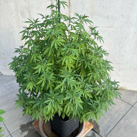 Ak 47 growlog timeline photo