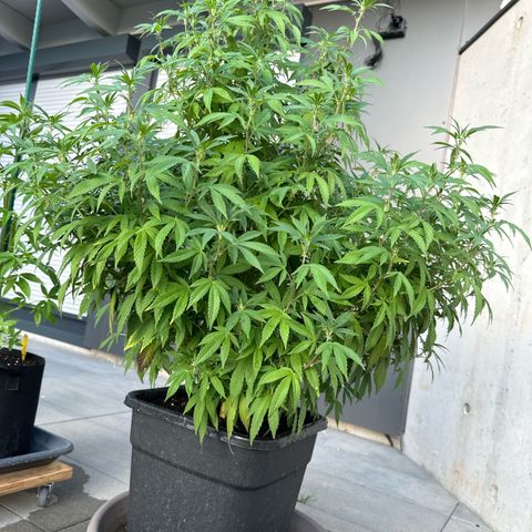 Ak 47 growlog timeline photo