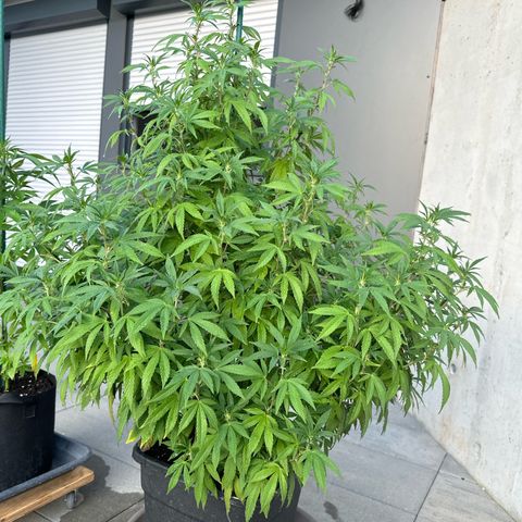 Ak 47 growlog timeline photo