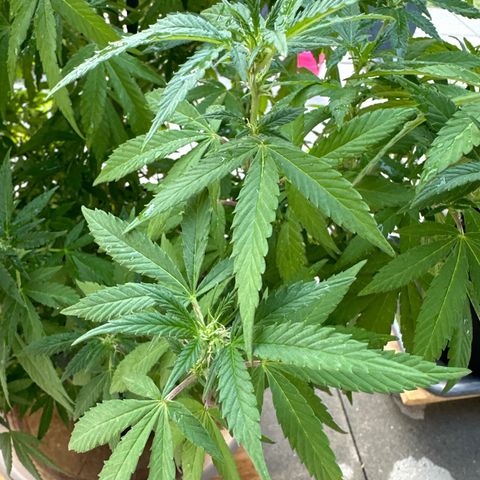 Ak 47 growlog timeline photo