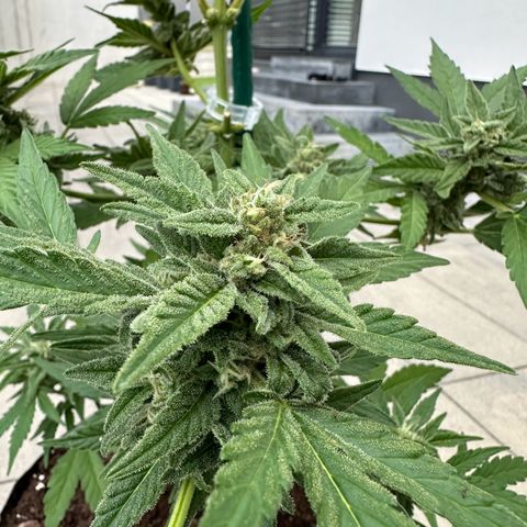 Mango Smile #lenibert growlog photo: Ernte 🤩🙌🍾