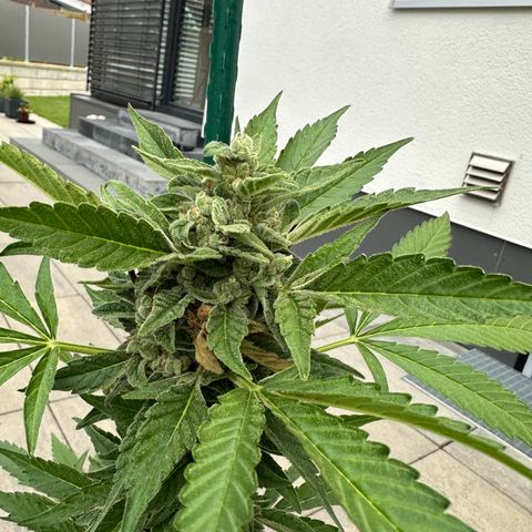 Mango Smile #lenibert growlog photo: Ernte 🤩🙌🍾