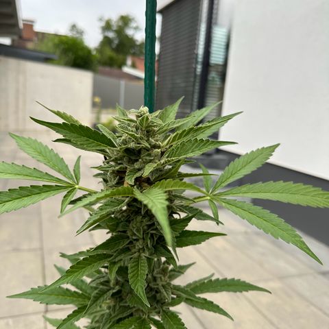 Mango Smile #lenibert growlog photo: Ernte 🤩🙌🍾