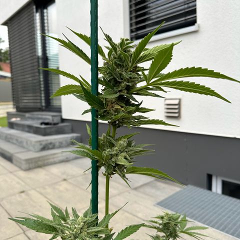 Mango Smile #lenibert growlog photo: Ernte 🤩🙌🍾