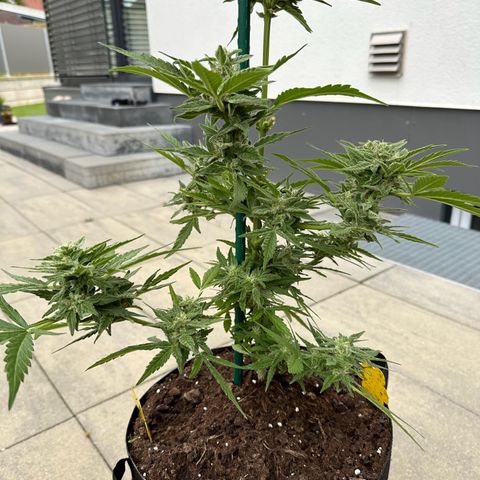 Mango Smile #lenibert growlog photo: Ernte 🤩🙌🍾