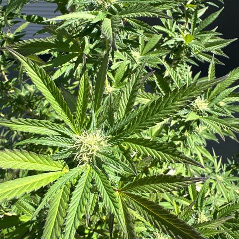 Bruce Banner growlog timeline photo