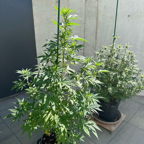 MR X  growlog timeline photo