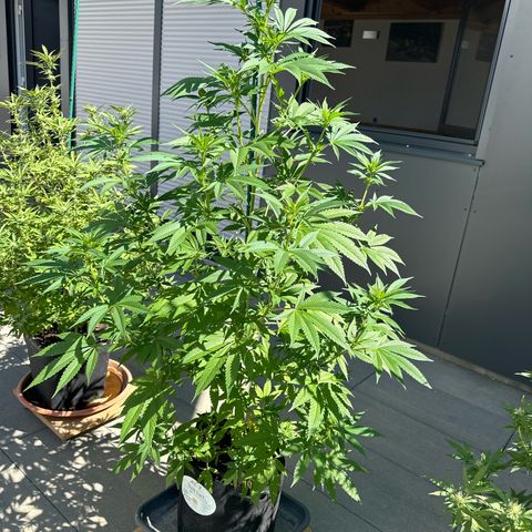 MR X  growlog timeline photo