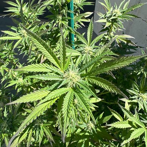 Ak 47 growlog timeline photo