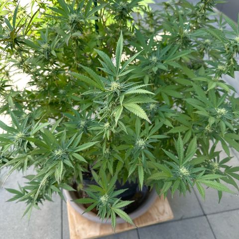 Ak 47 growlog timeline photo