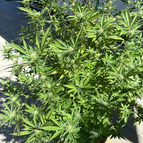 Bruce Banner growlog timeline photo