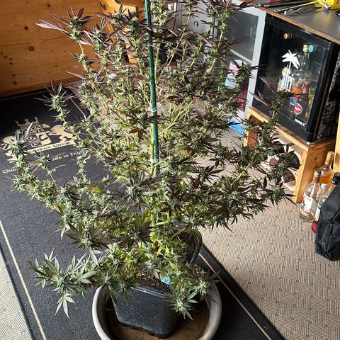 Bruce Banner growlog timeline photo