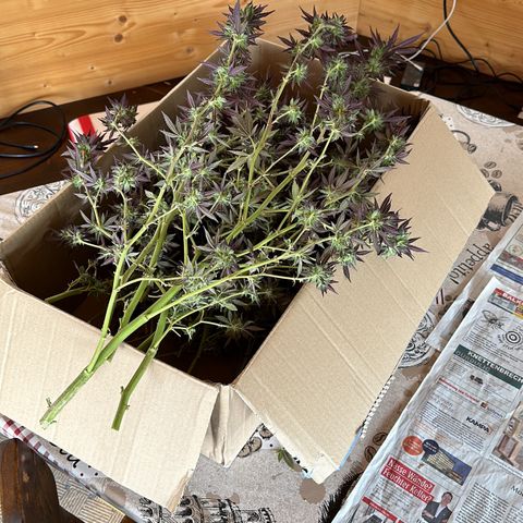 Bruce Banner growlog timeline photo