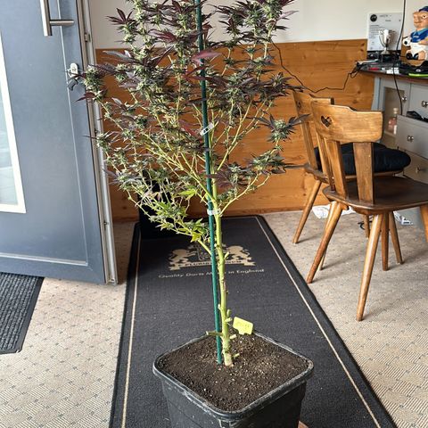 Ak 47 growlog timeline photo