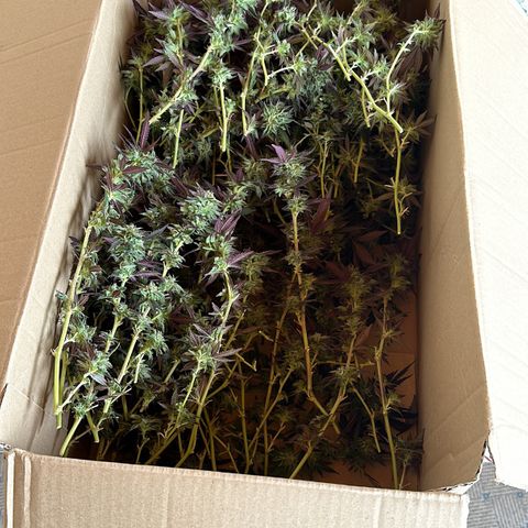 Ak 47 growlog timeline photo