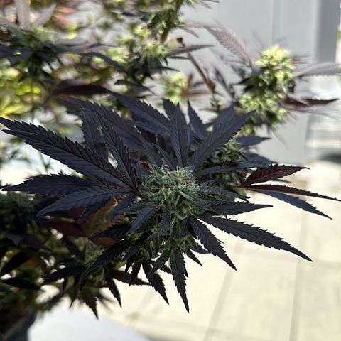 Bruce Banner growlog timeline photo