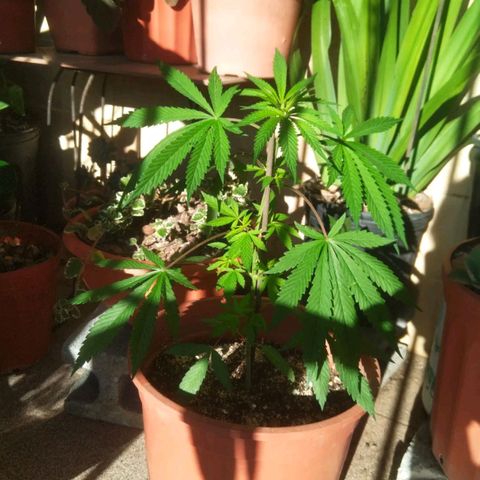 Natural growlog photo: Tiempo de crecimiento 