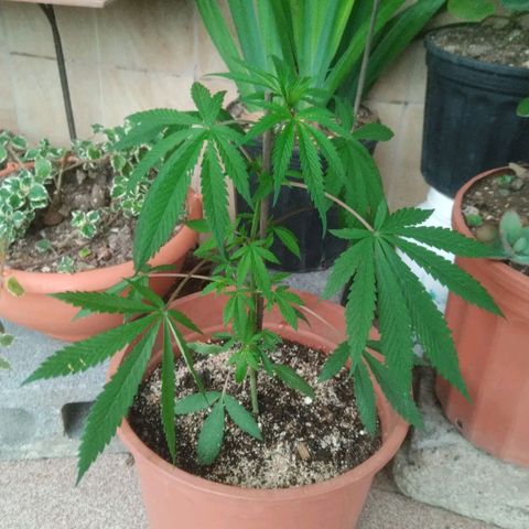 Natural growlog photo: Tiempo de crecimiento 