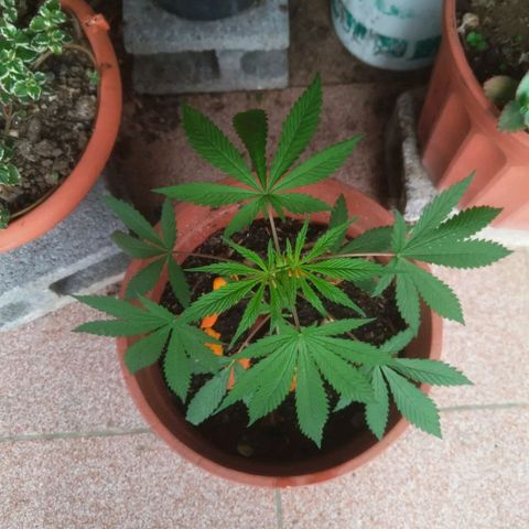 Natural growlog photo: Tiempo de crecimiento 
