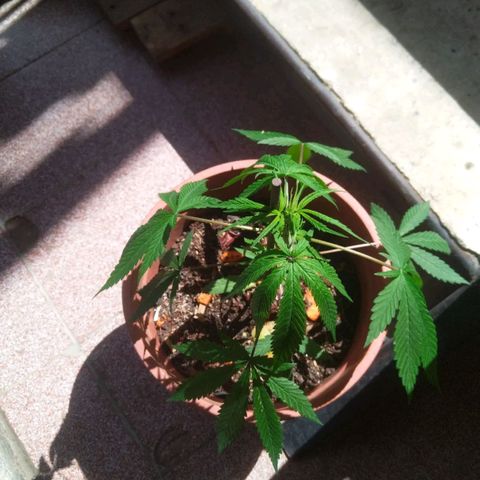 Natural growlog photo: Tiempo de crecimiento 
