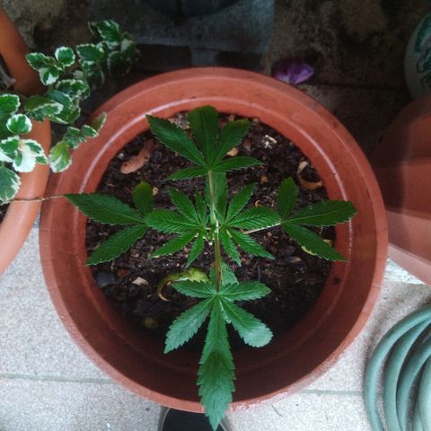Natural growlog photo: Etapa de crecimiento 