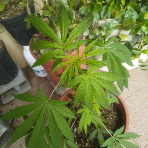 Natural growlog timeline photo